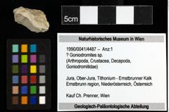 Foto (Objekt + Etiketten) von ? Goniodromites sp. 